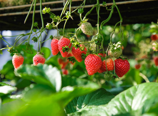 Strawberries