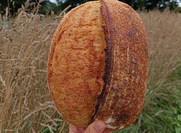 Organic White Sourdough