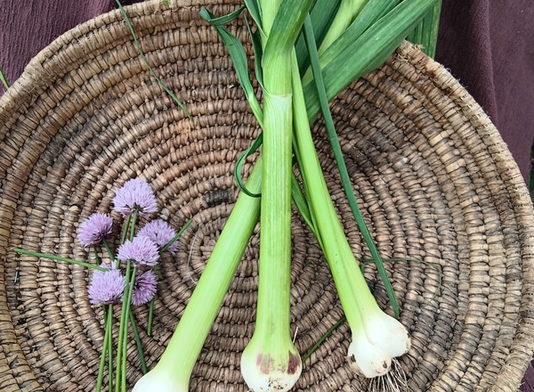 Garlic Fresh - Approx 100g (Own Grown)