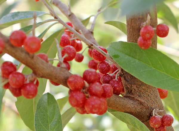 Autumn Olive Berries