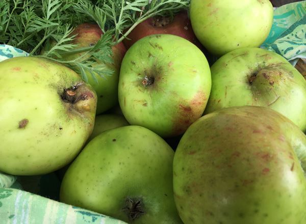 Apples - Bramley - Cooking