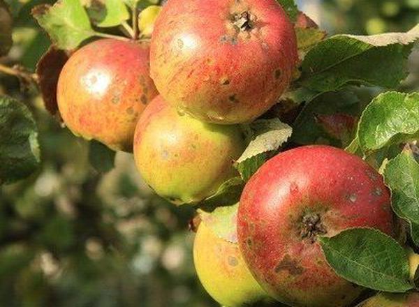 Organic Fruit Boxes