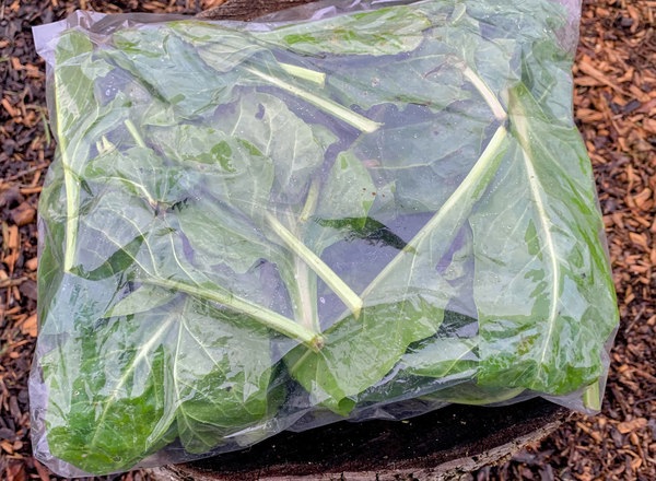 Organic Perpetual Spinach 200g