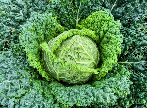 Organic Savoy Cabbage