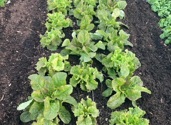 Heirloom Lettuce