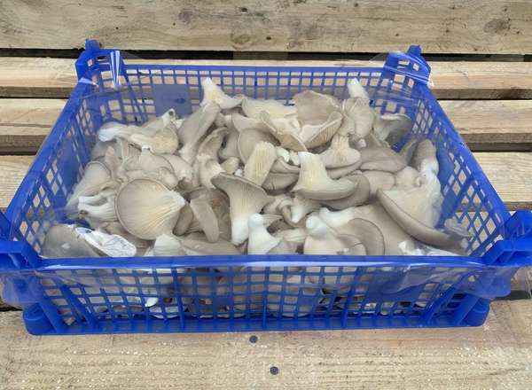 Mushroom: Oyster