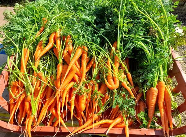 Carrots (500g)