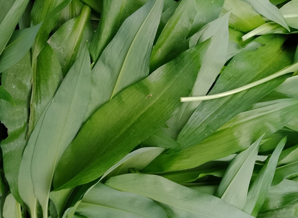 Wild Garlic, 100g