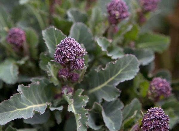 Broccoli - Purple sprouting