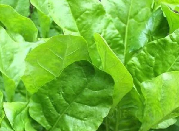 Spinach Beet