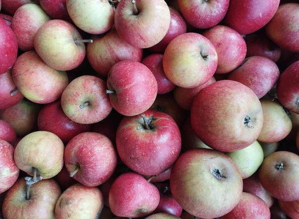 Cox's Apples
