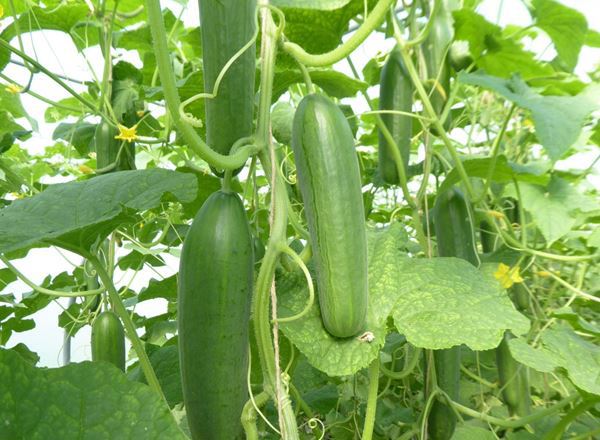 V.Cucumber -short