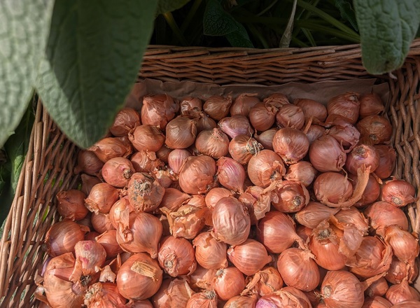 ( Planting Set) Shallots 1KG