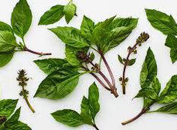 Basil, Thai