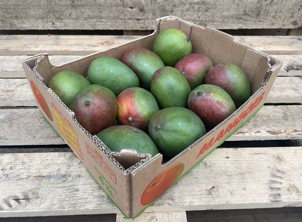 Organic Mango Kent