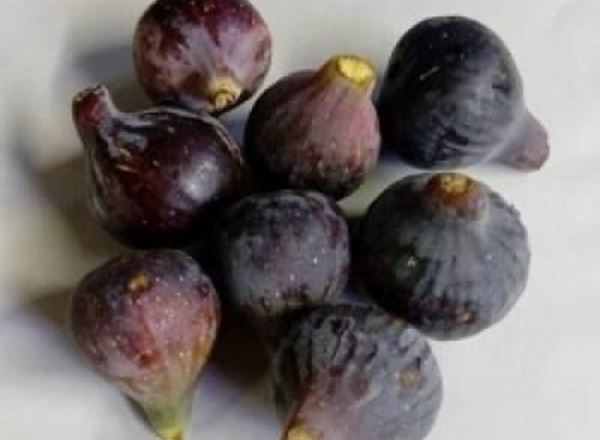 Figs - Organic ESP