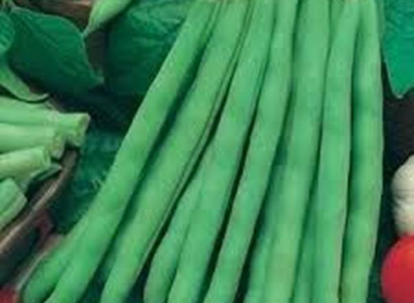 French Beans - Mixed 200g (Own Grown)