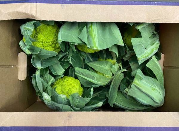 Cauliflower - Emerald Green (Yorkshire, UK)