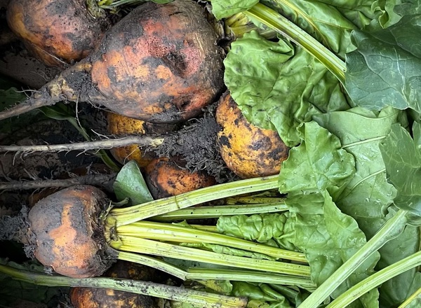 Beetroot - Golden Bunched (Lancashire, UK)