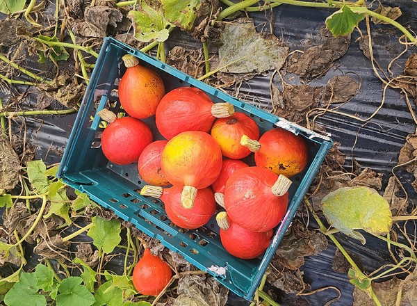 Squash Orange Hokkaido