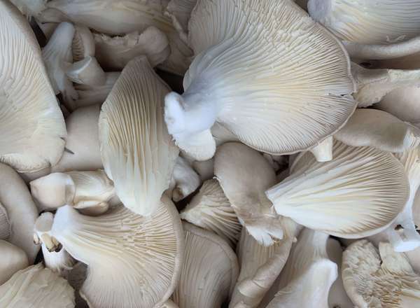 Mushrooms Oyster
