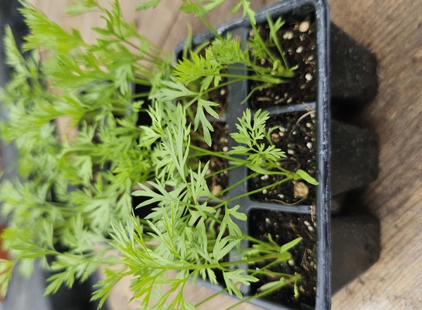 ( Plugs x6) Carrot - Amsterdam (Own Grown)