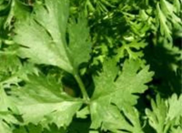 Coriander - Organic