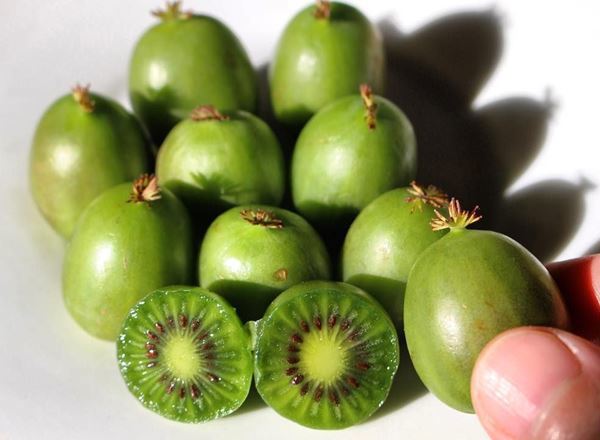 Kiwiberry