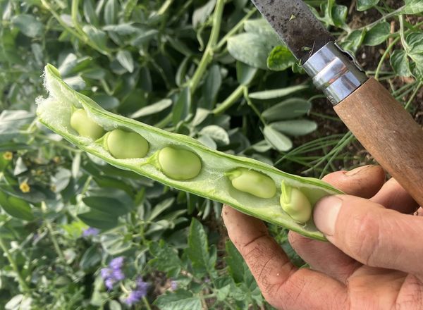 broad bean