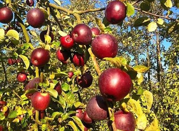 Organic apples