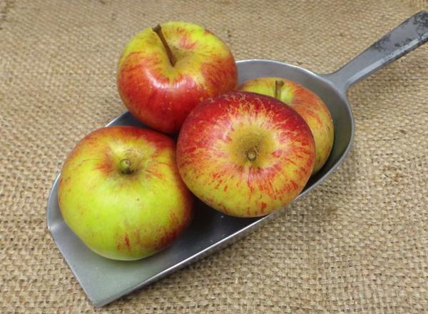 Apple: Red Pippin