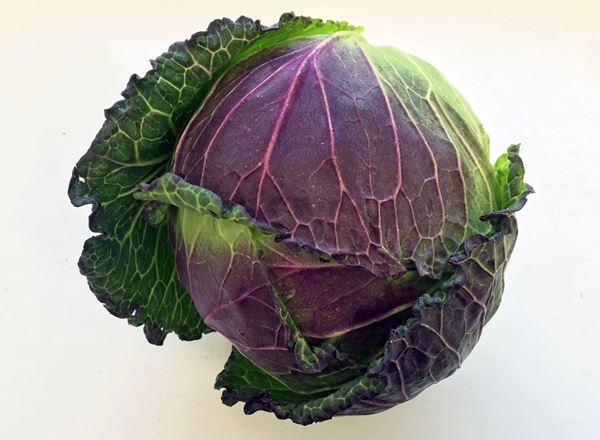 Cabbage January King