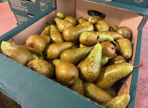 Organic Comice pears