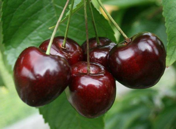 Cherries ES (200g)