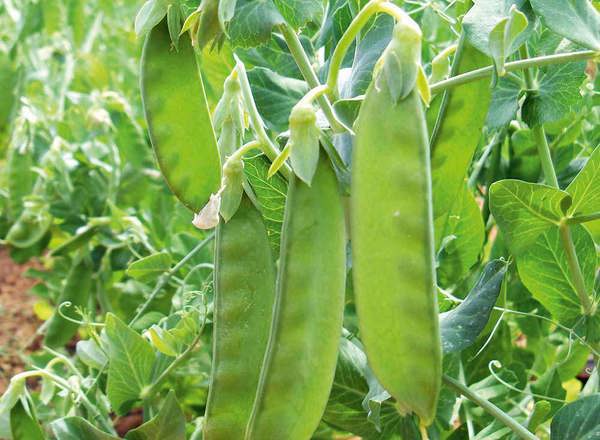 PEA-Oregon Sugar Pod ( Mangetout)