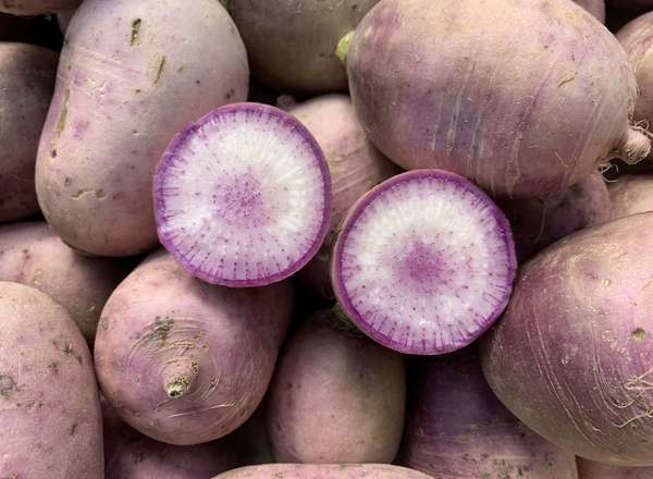 Organic Radish Blue Meat