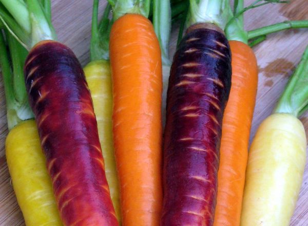 Carrots - Rainbow Organic