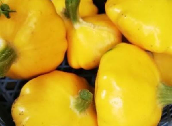 Patty Pan Squash
