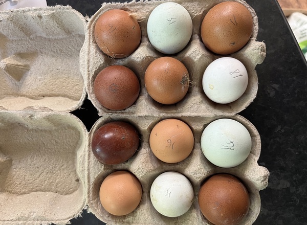 Chicken Eggs 1/2 Dozen