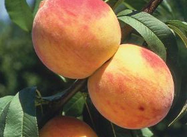 Glowingstar Peach Tree