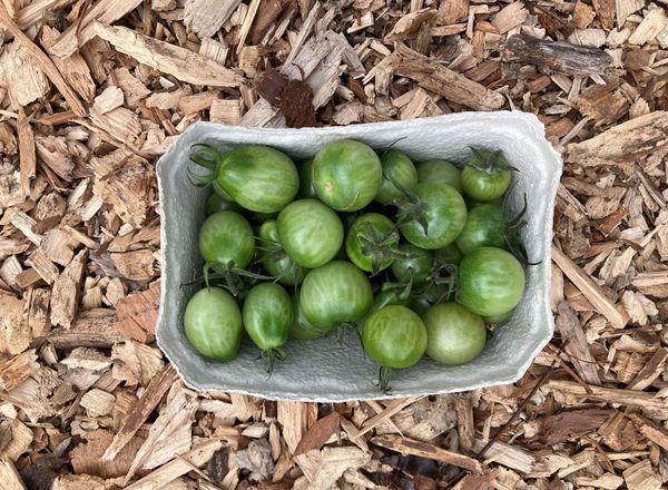 Green Tomatoes (500g)