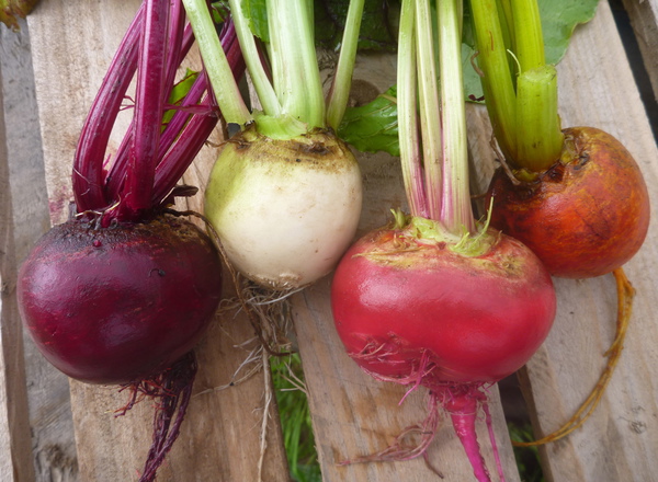 Beetroot, rainbow mixed bunch