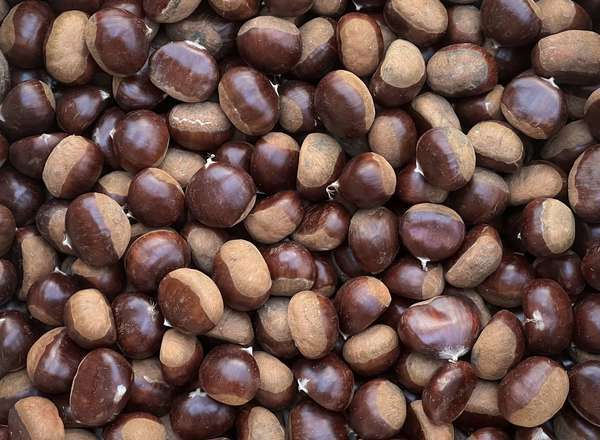 Chestnut - Marigoule (Spain)