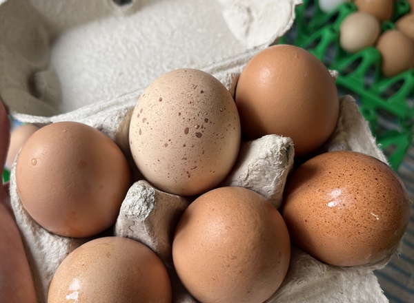 Pasture Raised Eggs