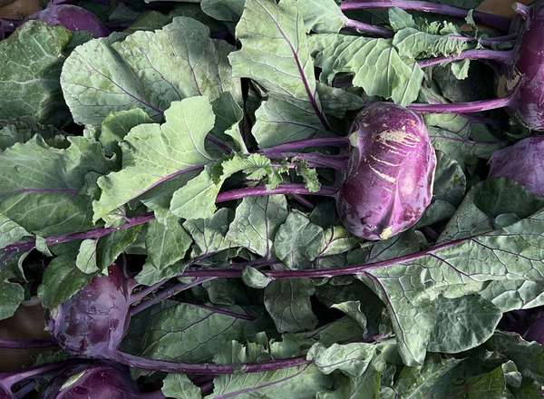 Organic Kohl Rabi
