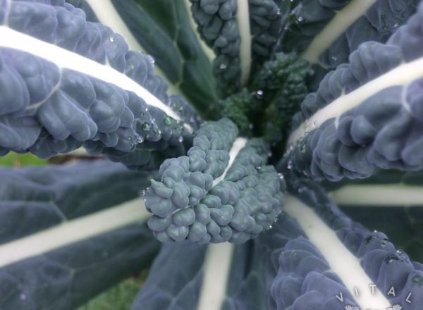 Kale Nero di Toscana (Cavolo Nero)