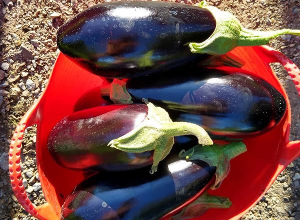 Aubergine