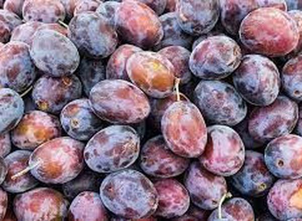 Damsons - Fresh (Cumbria, UK)