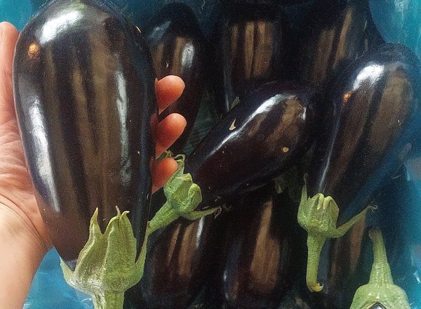 Aubergine