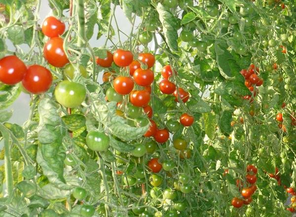 Tomatoes - cherry (Ashurst)